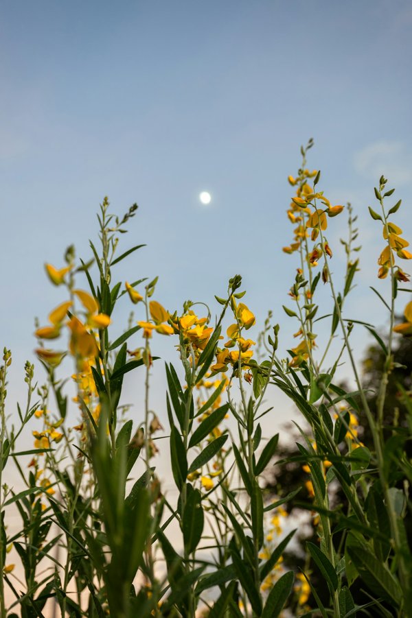 Découvrez les bienfaits du chanvre bio français pour votre santé