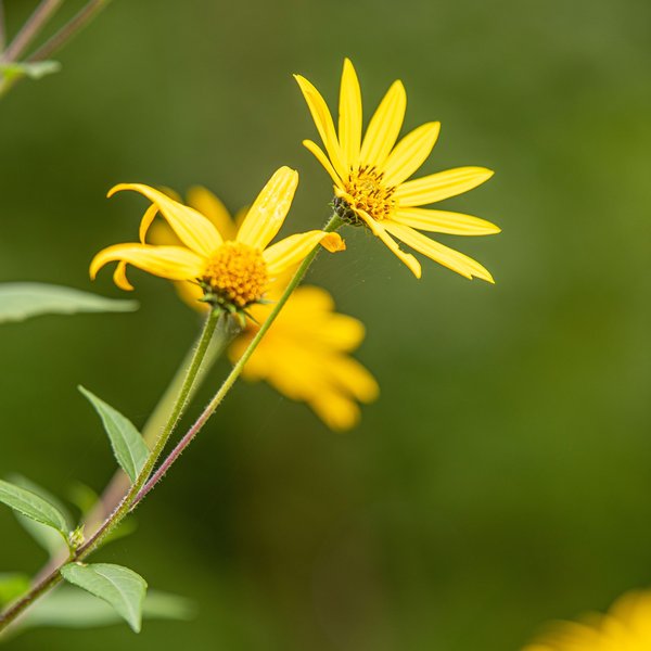 Arnica montana 9 ch : un allié naturel pour votre bien-être